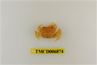 藏品(銹色澤蟹)的圖片